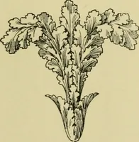 An illustration from Nature in ornament; an enquiry into the natural element in ornamental design & a survey of the ornamental treatment of natural forms (1902)
