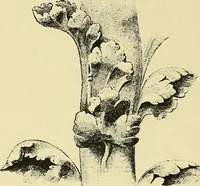 An illustration from Nature in ornament; an enquiry into the natural element in ornamental design & a survey of the ornamental treatment of natural forms (1902)
