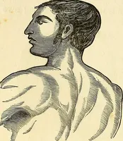 An illustration from Nature's revelations of character; or, physiognomy illustrated. A description of the mental, moral and volitive dispositions of mankind, as manifested in the human form and countenance (1879)