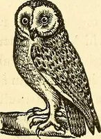 An illustration from Nature's revelations of character; or, physiognomy illustrated. A description of the mental, moral and volitive dispositions of mankind, as manifested in the human form and countenance (1879)