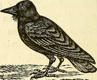 Picture 41 of 233 from Nature's revelations of character; or, physiognomy illustrated. A description of the mental, moral and volitive dispositions of mankind, as manifested in the human form and countenance (1879), leaf 169