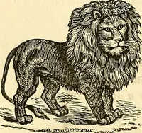 An illustration from Nature's revelations of character; or, physiognomy illustrated. A description of the mental, moral and volitive dispositions of mankind, as manifested in the human form and countenance (1879)