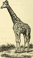 An illustration from Nature's revelations of character; or, physiognomy illustrated. A description of the mental, moral and volitive dispositions of mankind, as manifested in the human form and countenance (1879)