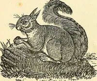 An illustration from Nature's revelations of character; or, physiognomy illustrated. A description of the mental, moral and volitive dispositions of mankind, as manifested in the human form and countenance (1879)