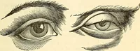 An illustration from Nature's revelations of character; or, physiognomy illustrated. A description of the mental, moral and volitive dispositions of mankind, as manifested in the human form and countenance (1879)