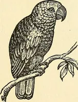 Picture 66 of 233 from Nature's revelations of character; or, physiognomy illustrated. A description of the mental, moral and volitive dispositions of mankind, as manifested in the human form and countenance (1879), leaf 199