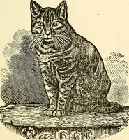 Picture 70 of 233 from Nature's revelations of character; or, physiognomy illustrated. A description of the mental, moral and volitive dispositions of mankind, as manifested in the human form and countenance (1879), leaf 204