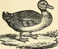 Picture 72 of 233 from Nature's revelations of character; or, physiognomy illustrated. A description of the mental, moral and volitive dispositions of mankind, as manifested in the human form and countenance (1879), leaf 206