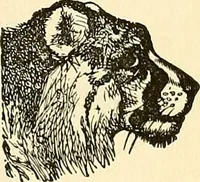 An illustration from Nature's revelations of character; or, physiognomy illustrated. A description of the mental, moral and volitive dispositions of mankind, as manifested in the human form and countenance (1879)