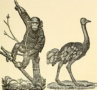 Picture 77 of 233 from Nature's revelations of character; or, physiognomy illustrated. A description of the mental, moral and volitive dispositions of mankind, as manifested in the human form and countenance (1879), leaf 210