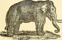 An illustration from Nature's revelations of character; or, physiognomy illustrated. A description of the mental, moral and volitive dispositions of mankind, as manifested in the human form and countenance (1879)