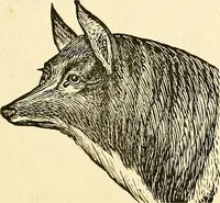An illustration from Nature's revelations of character; or, physiognomy illustrated. A description of the mental, moral and volitive dispositions of mankind, as manifested in the human form and countenance (1879)