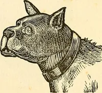 An illustration from Nature's revelations of character; or, physiognomy illustrated. A description of the mental, moral and volitive dispositions of mankind, as manifested in the human form and countenance (1879)