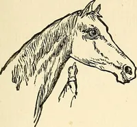 Picture 104 of 233 from Nature's revelations of character; or, physiognomy illustrated. A description of the mental, moral and volitive dispositions of mankind, as manifested in the human form and countenance (1879), leaf 234