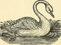 An illustration from Nature's revelations of character; or, physiognomy illustrated. A description of the mental, moral and volitive dispositions of mankind, as manifested in the human form and countenance (1879)