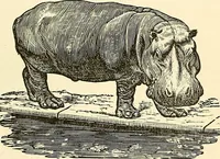 Picture 136 of 233 from Nature's revelations of character; or, physiognomy illustrated. A description of the mental, moral and volitive dispositions of mankind, as manifested in the human form and countenance (1879), leaf 270