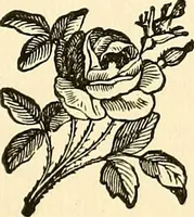 Picture 164 of 233 from Nature's revelations of character; or, physiognomy illustrated. A description of the mental, moral and volitive dispositions of mankind, as manifested in the human form and countenance (1879), leaf 338
