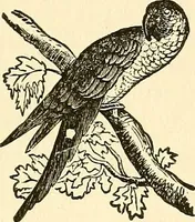 An illustration from Nature's revelations of character; or, physiognomy illustrated. A description of the mental, moral and volitive dispositions of mankind, as manifested in the human form and countenance (1879)