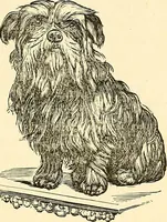 An illustration from Nature's revelations of character; or, physiognomy illustrated. A description of the mental, moral and volitive dispositions of mankind, as manifested in the human form and countenance (1879)