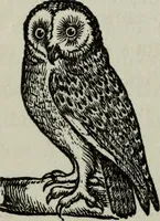 Picture 40 of 250 from Nature's revelations of character, or, Physiognomy illustrated : a description of the mental, moral and volitive dispositions of mankind, as manifested in the human form and countenance (1887), leaf 169