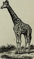 Picture 46 of 250 from Nature's revelations of character, or, Physiognomy illustrated : a description of the mental, moral and volitive dispositions of mankind, as manifested in the human form and countenance (1887), leaf 177