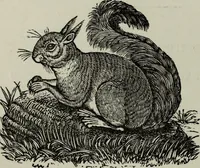 Picture 47 of 250 from Nature's revelations of character, or, Physiognomy illustrated : a description of the mental, moral and volitive dispositions of mankind, as manifested in the human form and countenance (1887), leaf 179