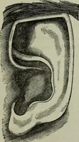 Picture 49 of 250 from Nature's revelations of character, or, Physiognomy illustrated : a description of the mental, moral and volitive dispositions of mankind, as manifested in the human form and countenance (1887), leaf 182