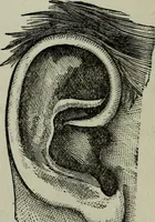 Picture 50 of 250 from Nature's revelations of character, or, Physiognomy illustrated : a description of the mental, moral and volitive dispositions of mankind, as manifested in the human form and countenance (1887), leaf 182