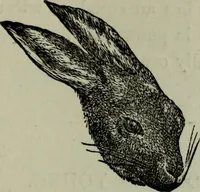 An illustration from Nature's revelations of character, or, Physiognomy illustrated : a description of the mental, moral and volitive dispositions of mankind, as manifested in the human form and countenance (1887)
