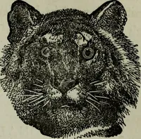 An illustration from Nature's revelations of character, or, Physiognomy illustrated : a description of the mental, moral and volitive dispositions of mankind, as manifested in the human form and countenance (1887)