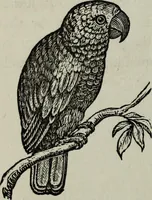 Picture 68 of 250 from Nature's revelations of character, or, Physiognomy illustrated : a description of the mental, moral and volitive dispositions of mankind, as manifested in the human form and countenance (1887), leaf 199