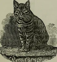Picture 72 of 250 from Nature's revelations of character, or, Physiognomy illustrated : a description of the mental, moral and volitive dispositions of mankind, as manifested in the human form and countenance (1887), leaf 204