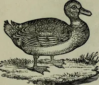 Picture 74 of 250 from Nature's revelations of character, or, Physiognomy illustrated : a description of the mental, moral and volitive dispositions of mankind, as manifested in the human form and countenance (1887), leaf 206