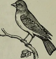 Picture 75 of 250 from Nature's revelations of character, or, Physiognomy illustrated : a description of the mental, moral and volitive dispositions of mankind, as manifested in the human form and countenance (1887), leaf 206