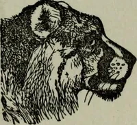 Picture 77 of 250 from Nature's revelations of character, or, Physiognomy illustrated : a description of the mental, moral and volitive dispositions of mankind, as manifested in the human form and countenance (1887), leaf 208