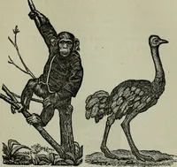 An illustration from Nature's revelations of character, or, Physiognomy illustrated : a description of the mental, moral and volitive dispositions of mankind, as manifested in the human form and countenance (1887)