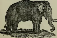 Picture 80 of 250 from Nature's revelations of character, or, Physiognomy illustrated : a description of the mental, moral and volitive dispositions of mankind, as manifested in the human form and countenance (1887), leaf 210