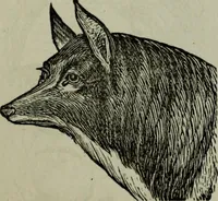 An illustration from Nature's revelations of character, or, Physiognomy illustrated : a description of the mental, moral and volitive dispositions of mankind, as manifested in the human form and countenance (1887)