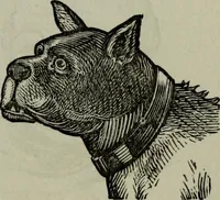 Picture 96 of 250 from Nature's revelations of character, or, Physiognomy illustrated : a description of the mental, moral and volitive dispositions of mankind, as manifested in the human form and countenance (1887), leaf 222