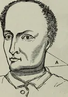 An illustration from Nature's revelations of character, or, Physiognomy illustrated : a description of the mental, moral and volitive dispositions of mankind, as manifested in the human form and countenance (1887)