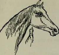 Picture 109 of 250 from Nature's revelations of character, or, Physiognomy illustrated : a description of the mental, moral and volitive dispositions of mankind, as manifested in the human form and countenance (1887), leaf 234