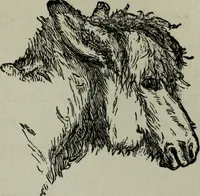 An illustration from Nature's revelations of character, or, Physiognomy illustrated : a description of the mental, moral and volitive dispositions of mankind, as manifested in the human form and countenance (1887)