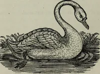 An illustration from Nature's revelations of character, or, Physiognomy illustrated : a description of the mental, moral and volitive dispositions of mankind, as manifested in the human form and countenance (1887)