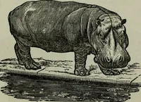 Picture 146 of 250 from Nature's revelations of character, or, Physiognomy illustrated : a description of the mental, moral and volitive dispositions of mankind, as manifested in the human form and countenance (1887), leaf 270