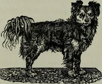 Picture 187 of 250 from Nature's revelations of character, or, Physiognomy illustrated : a description of the mental, moral and volitive dispositions of mankind, as manifested in the human form and countenance (1887), leaf 392
