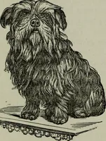 Picture 213 of 250 from Nature's revelations of character, or, Physiognomy illustrated : a description of the mental, moral and volitive dispositions of mankind, as manifested in the human form and countenance (1887), leaf 510