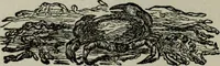 Picture 217 of 250 from Nature's revelations of character, or, Physiognomy illustrated : a description of the mental, moral and volitive dispositions of mankind, as manifested in the human form and countenance (1887), leaf 523