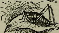 Picture 246 of 250 from Nature's revelations of character, or, Physiognomy illustrated : a description of the mental, moral and volitive dispositions of mankind, as manifested in the human form and countenance (1887), leaf 574