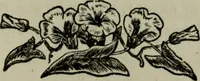 Picture 247 of 250 from Nature's revelations of character, or, Physiognomy illustrated : a description of the mental, moral and volitive dispositions of mankind, as manifested in the human form and countenance (1887), leaf 582