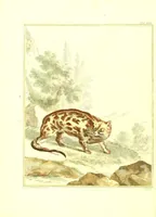 An illustration from Natuurkundige beschryving eener uitmuntende verzameling van zeldsaame gedierten : bestaande in Oost- en Westindische viervoetige dieren, vogelen en slangen : weleer leevend voorhanden geweest zynde, buiten den Haag, op het Kleine Loo van Z.D.H. den Prins van Oranje-Nassau (1804)